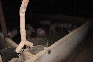 Grower/finisher pigs - Australian pig farming - Captured at Springview Piggery, Gooloogong NSW Australia.