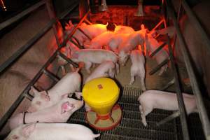 Farrowing crates at Finniss Park Piggery SA - Australian pig farming - Captured at Finniss Park Piggery, Mannum SA Australia.