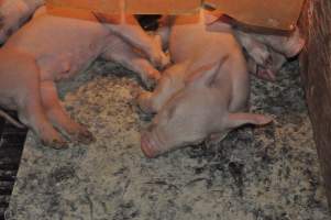 Farrowing crates at CEFN Breeder Piggery QLD - Australian pig farming - Captured at CEFN Breeding Unit #2, Leyburn QLD Australia.