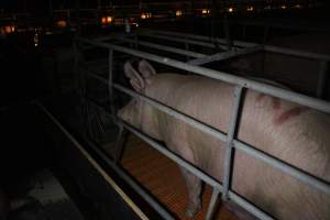 Farrowing crates at Wasleys Piggery SA - Australian pig farming - Captured at Wasleys Piggery, Pinkerton Plains SA Australia.