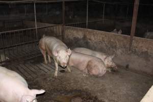 Grower/finisher pigs - Australian pig farming - Captured at Springview Piggery, Gooloogong NSW Australia.