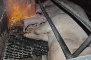 Farrowing crates at CEFN Breeder Piggery QLD - Australian pig farming - Captured at CEFN Breeding Unit #2, Leyburn QLD Australia.