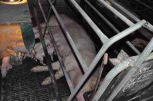 Farrowing crates at CEFN Breeder Piggery QLD - Australian pig farming - Captured at CEFN Breeding Unit #2, Leyburn QLD Australia.