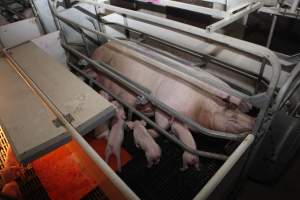 Farrowing crates at Mindarra Piggery WA - Australian pig farming - Captured at Mindarra Piggery (module 1), Boonanarring WA Australia.