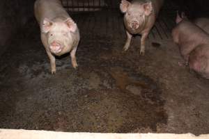 Grower/finisher pigs - Australian pig farming - Captured at Springview Piggery, Gooloogong NSW Australia.