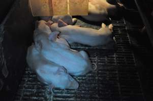 Farrowing crates at CEFN Breeder Piggery QLD - Australian pig farming - Captured at CEFN Breeding Unit #2, Leyburn QLD Australia.