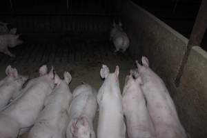 Grower/finisher pigs - Australian pig farming - Captured at Springview Piggery, Gooloogong NSW Australia.