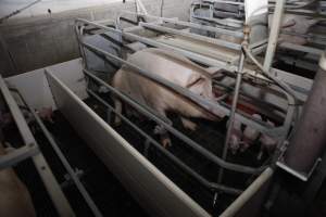 Farrowing crates at Mindarra Piggery WA - Australian pig farming - Captured at Mindarra Piggery (module 1), Boonanarring WA Australia.