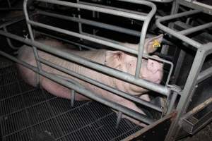 Farrowing crates at Selko Piggery NSW - Australian pig farming - Captured at Selko Piggery, Narrandera NSW Australia.