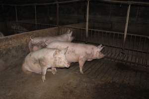 Grower/finisher pigs - Australian pig farming - Captured at Springview Piggery, Gooloogong NSW Australia.