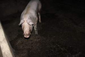 Grower/finisher pigs - Australian pig farming - Captured at Springview Piggery, Gooloogong NSW Australia.
