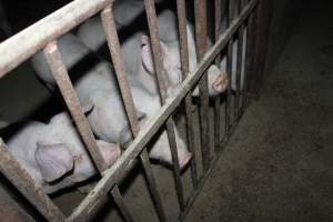 Grower/finisher pigs - Australian pig farming - Captured at Springview Piggery, Gooloogong NSW Australia.