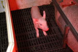 Farrowing crates at Wasleys Tailem Bend Piggery SA - Australian pig farming - Captured at Wasleys Tailem Bend Piggery, Tailem Bend SA Australia.