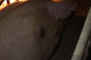 Farrowing crates at St Arnaud Piggery VIC - Australian pig farming - Captured at St Arnaud Piggery Units 2 & 3, Saint Arnaud VIC Australia.
