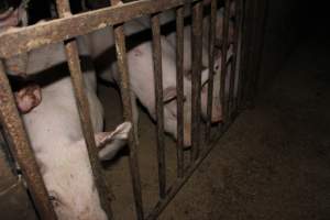 Grower/finisher pigs - Australian pig farming - Captured at Springview Piggery, Gooloogong NSW Australia.