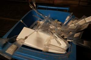 Bin of used pork stork catheters - Australian pig farming - Captured at Yelmah Piggery, Magdala SA Australia.