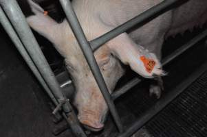 Farrowing crates at CEFN Breeder Piggery QLD - Australian pig farming - Captured at CEFN Breeding Unit #2, Leyburn QLD Australia.