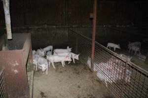 Weaner piglets - Australian pig farming - Captured at Springview Piggery, Gooloogong NSW Australia.