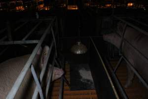 Farrowing crates at Wasleys Piggery SA - Australian pig farming - Captured at Wasleys Piggery, Pinkerton Plains SA Australia.