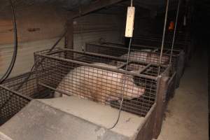 Farrowing crates at Willawa Piggery NSW - Australian pig farming - Captured at Willawa Piggery, Grong Grong NSW Australia.