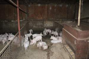 Weaner piglets - Australian pig farming - Captured at Springview Piggery, Gooloogong NSW Australia.