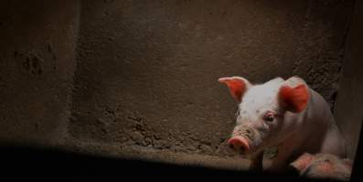 Farrowing crates at Korunye Park Piggery SA - Australian pig farming - Captured at Korunye Park Piggery, Korunye SA Australia.