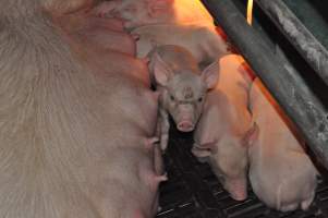 Farrowing crates at CEFN Breeder Piggery QLD - Australian pig farming - Captured at CEFN Breeding Unit #2, Leyburn QLD Australia.