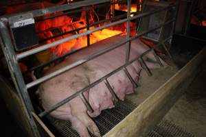 Farrowing crates at Finniss Park Piggery SA - Australian pig farming - Captured at Finniss Park Piggery, Mannum SA Australia.