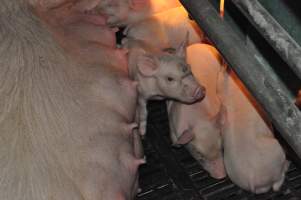 Farrowing crates at CEFN Breeder Piggery QLD - Australian pig farming - Captured at CEFN Breeding Unit #2, Leyburn QLD Australia.