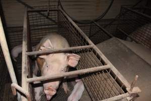 Farrowing crates at Willawa Piggery NSW - Australian pig farming - Captured at Willawa Piggery, Grong Grong NSW Australia.