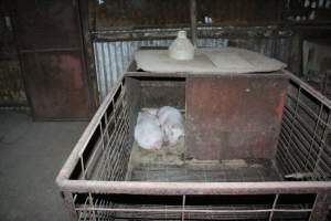 Weaner piglets - Australian pig farming - Captured at Springview Piggery, Gooloogong NSW Australia.