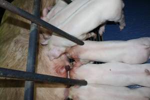 Sow with teat burst open - Australian pig farming - Captured at Bungowannah Piggery, Bungowannah NSW Australia.