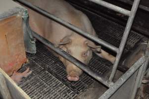 Farrowing crates at CEFN Breeder Piggery QLD - Australian pig farming - Captured at CEFN Breeding Unit #2, Leyburn QLD Australia.