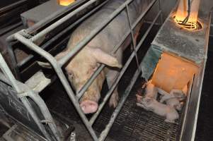 Farrowing crates at CEFN Breeder Piggery QLD - Australian pig farming - Captured at CEFN Breeding Unit #2, Leyburn QLD Australia.