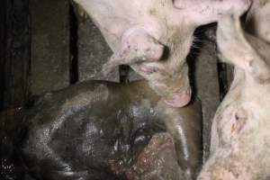 Rotting pig being eaten by other pigs - Cannibalised dead pig - Captured at Light Piggery, Lower Light SA Australia.