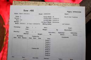 Farrowing crate record - Australian pig farming - Captured at Springview Piggery, Gooloogong NSW Australia.