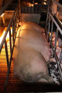 Farrowing crates at Huntly Piggery NSW - Australian pig farming - Captured at Huntly Piggery, Huntly North VIC Australia.