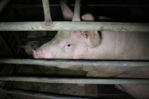 Farrowing crates at Wellington Piggery SA - Australian pig farming - Captured at Wellington Piggery, Wellington SA Australia.