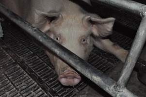 Farrowing crates at CEFN Breeder Piggery QLD - Australian pig farming - Captured at CEFN Breeding Unit #2, Leyburn QLD Australia.