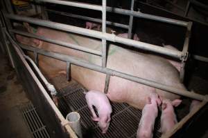Farrowing crates at Girgarre Piggery VIC - Australian pig farming - Captured at Girgarre Piggery, Girgarre VIC Australia.