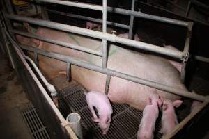 Farrowing crates at Girgarre Piggery VIC - Australian pig farming - Captured at Girgarre Piggery, Kyabram VIC Australia.