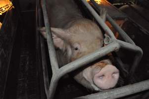 Farrowing crates at CEFN Breeder Piggery QLD - Australian pig farming - Captured at CEFN Breeding Unit #2, Leyburn QLD Australia.