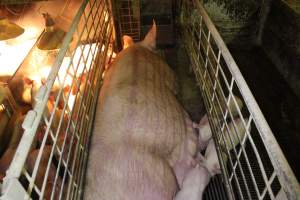 Farrowing crates at St Arnaud Piggery VIC - Australian pig farming - Captured at St Arnaud Piggery Units 2 & 3, St Arnaud VIC Australia.