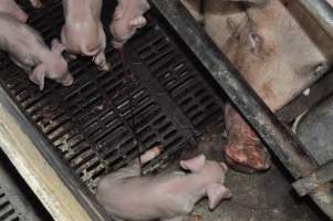 Farrowing crates at CEFN Breeder Piggery QLD - Australian pig farming - Captured at CEFN Breeding Unit #2, Leyburn QLD Australia.