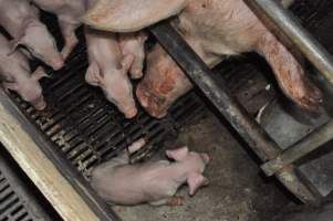 Farrowing crates at CEFN Breeder Piggery QLD - Australian pig farming - Captured at CEFN Breeding Unit #2, Leyburn QLD Australia.