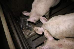 Rotting pig being eaten by other pigs - Cannibalised dead pig - Captured at Light Piggery, Lower Light SA Australia.