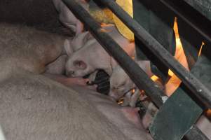 Farrowing crates at CEFN Breeder Piggery QLD - Australian pig farming - Captured at CEFN Breeding Unit #2, Leyburn QLD Australia.