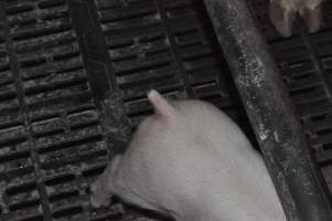 Piglet with cut tail - Australian pig farming - Captured at CEFN Breeding Unit #2, Leyburn QLD Australia.