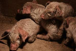 Piglets with mange - Australian pig farming - Captured at Korunye Park Piggery, Korunye SA Australia.