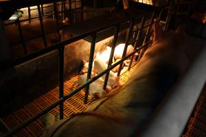 Farrowing crates at Huntly Piggery NSW - Australian pig farming - Captured at Huntly Piggery, Huntly North VIC Australia.